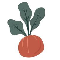 rödbeta vegetabiliska grafisk illustration, rot beskära producera från de trädgård, skörda vegetabiliska ClipArt, grafisk illustration vektor
