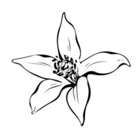 websimple Blume. schwarz Gliederung Tinte von Wildblume. skizzieren Hand gezeichnet Illustration isoliert auf Weiß Hintergrund. Blumen- Elemente zum Paket, Kosmetik, Textil, Logo vektor