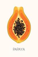 Illustration von hoch detailliert Papaya Obst auf Weiß Hintergrund vektor