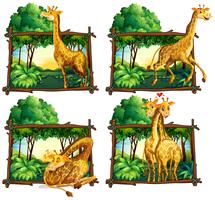 Vier Szenen von Giraffen im Wald vektor