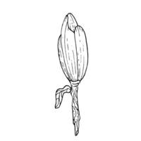einfarbig Blumen und Geäst von Magnolie, Hand gezeichnet. Magnolie Umriss, schwarz und Weiß Illustration von Magnolie Blumen und Geäst vektor