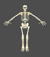 menschliches Skelett gelbe Knochen auf grauem Hintergrund neu vektor