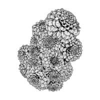 Hand gezeichnet Dahlie Mandarine Traum Blumen Blumen- Illustration vektor