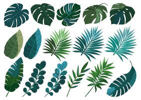 uppsättning av illustrationer av tropisk löv vektor