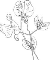 april födelse blomma linje teckning, tatuering april födelse blomma linje teckning, ljuv ärta blommor ritningar vektor
