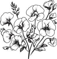 teckning ljuv ärta blomma, enkel ljuv ärta blomma, enkel ljuv ärta blomma teckning, översikt ljuv ärta teckning, botanisk ljuv ärta teckning, vetenskaplig ljuv ärta botanisk illustration vektor