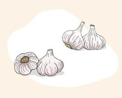 Knoblauch Nelken Satz. ganze Knoblauch Birne. eben im Karikatur Stil. Knoblauch isoliert auf Weiß Hintergrund. Gemüse Symbol. vektor