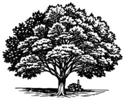 träd illustration ritning vektor