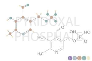 Pyridoxal Phosphat molekular Skelett- chemisch Formel vektor