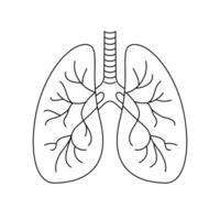 Mensch Lunge Gliederung Symbol auf Weiß Hintergrund vektor