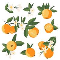 Sammlung von Zitrusfrüchten, Orangen, Mandarinen, tropischen Fruchtzweigen, Blättern und Blüten. vektor