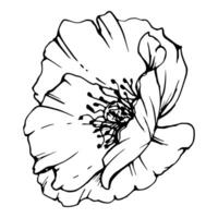 uppsättning av element med hand dragen pion vallmo blommor. isolerat på vit bakgrund. botanisk grafisk illustration. design för inbjudningar, bröllop, kärlek eller hälsning kort, papper, skriva ut, textil- vektor