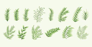 samling av botanisk naturlig löv element vit bakgrund design vektor