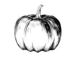 ritad för hand pumpa skiss. svart och vit detaljerad illustration. begrepp av höst skörda, halloween dekoration, tacksägelse, och organisk jordbruk. isolerat på vit bakgrund vektor