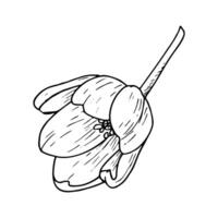Tulpe Blume Illustration. Birne öffnen Kopf schwarz Gliederung Grafik Zeichnung. botanisch blühen Gruß Karte. Tinte Linie Kontur Silhouette Gliederung vektor