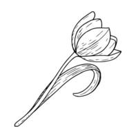 tulpan blomma illustration. böjd blad Glödlampa öppen huvud svart översikt grafisk teckning. botanisk blomma hälsning kort. bläck linje kontur silhuett översikt vektor