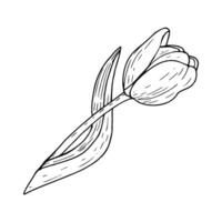 tulpan blomma illustration. böjd blad Glödlampa huvud svart översikt grafisk teckning. botanisk blomma hälsning kort. bläck linje kontur silhuett översikt vektor
