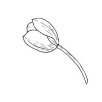 Tulpe Blume Illustration. Birne Kopf schwarz Gliederung Grafik Zeichnung. botanisch blühen Gruß Karte. Tinte Linie Kontur Silhouette Gliederung vektor