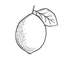 hand dragen etsning citron- med blad. frukt i skiss stil, hela färsk citrus. svart och vit teckning isolerat vektor