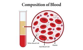 Komposition und Funktionen von Blut, Zelle Illustration Design. vektor