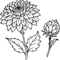 krysantemum blomma växt översikt illustration färg bok sida design, krysantemum blomma växt svart och vit linje konst teckning färg bok sidor för barn och vuxna vektor