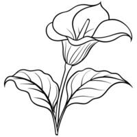 calla lilja blomma växt översikt illustration färg bok sida design, calla lilja blomma växt svart och vit linje konst teckning färg bok sidor för barn och vuxna vektor