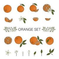 Vektor farbige Reihe von Orangen auf weißem Hintergrund. bunte Sammlung von Zitrusfrüchten, Blättern, Blumen, Zweigen. frische Lebensmittelillustration
