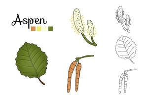 Vektorsatz von Espenbaumelementen lokalisiert auf weißem Hintergrund. botanische Illustration von Espenblatt, Brunch, Blumen, Früchten. Schwarz-Weiß-ClipArt. vektor