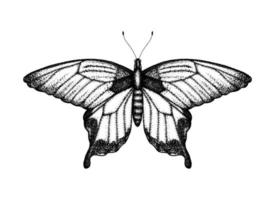 svart och vit vektorillustration av en fjäril. handritad insektsskiss. detaljerad grafisk ritning av fågelvinge i vintagestil. vektor