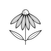 Echinacea Blume Symbol. Sonnenhut mit Blätter. Kräuter- medizinisch Pflanze. Gliederung Illustration. vektor