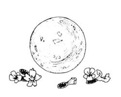 bad bomba illustration. hand dragen boll med örter och blommor för spa. översikt illustration av handgjort lavendel- kosmetika. svart och vit linje konst skiss. teckning på isolerat bakgrund vektor