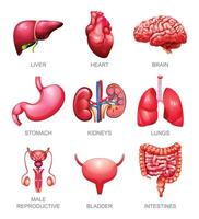mänsklig inre organ uppsättning. lever, hjärta, hjärna, mage, njurar, lungor, manlig reproduktiv, blåsa och tarmar. illustration vektor
