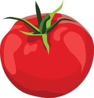 Tomatenfrucht-Vektorillustration vektor