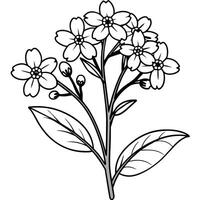 vergessen mich nicht Blume Pflanze Gliederung Illustration Färbung Buch Seite Design, vergessen mich nicht Blume Pflanze schwarz und Weiß Linie Kunst Zeichnung Färbung Buch Seiten zum Kinder und Erwachsene vektor