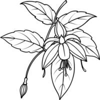 fuchsia blomma växt översikt illustration färg bok sida design, fuchsia blomma växt svart och vit linje konst teckning färg bok sidor för barn och vuxna vektor