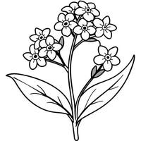 glömma mig inte blomma växt översikt illustration färg bok sida design, glömma mig inte blomma växt svart och vit linje konst teckning färg bok sidor för barn och vuxna vektor