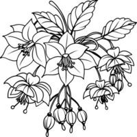 fuchsia blomma bukett översikt illustration färg bok sida design, fuchsia blomma bukett svart och vit linje konst teckning färg bok sidor för barn och vuxna vektor