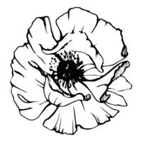 uppsättning av element med hand dragen pion vallmo blommor. isolerat på vit bakgrund. botanisk grafisk illustration. design för inbjudningar, bröllop, kärlek eller hälsning kort, papper, skriva ut, textil- vektor