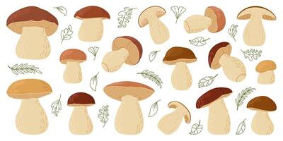 Steinpilz Wald Steinpilz Pilze Satz. Hand gezeichnet Steinpilz Edulis Pilz. Steinpilz frisch essbar Pilze Karikatur Stil Dekor Element. cep. König Bolete auf Weiß Hintergrund. Penny Brötchen Illustration vektor