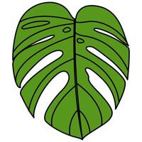 dekorativ illustrerade monstera deliciosa växt illustration. ljus grön grafisk illustration av en monstera blad växt. vektor