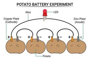 ein Serie von Kartoffel Batterien in Verbindung gebracht zu ein Lampe vektor