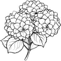hortensia blomma bukett översikt illustration färg bok sida design, hortensia blomma bukett svart och vit linje konst teckning färg bok sidor för barn och vuxna vektor