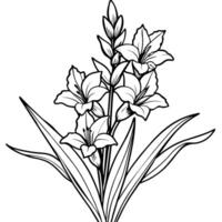 gladiolus blomma växt översikt illustration färg bok sida design, gladiolus blomma växt svart och vit linje konst teckning färg bok sidor för barn och vuxna vektor