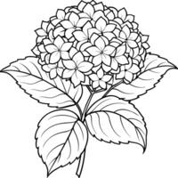 hortensia blomma växt översikt illustration färg bok sida design, hortensia blomma växt svart och vit linje konst teckning färg bok sidor för barn och vuxna vektor