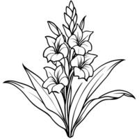 gladiolus blomma växt översikt illustration färg bok sida design, gladiolus blomma växt svart och vit linje konst teckning färg bok sidor för barn och vuxna vektor