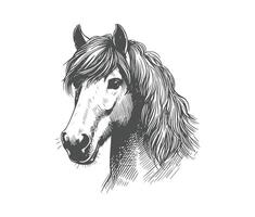 ansikte av hand dragen häst årgång stil skapas digitalt vektor
