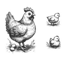 hand dragen kyckling illustration vektor