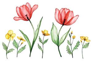 einstellen von transparent Tulpe Blumen. Aquarell Zeichnung, Frühling Blumen Röntgen vektor