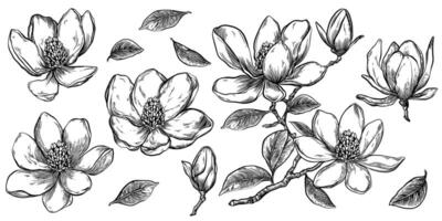 einstellen von Magnolie mit Zweig, Blumen und Blätter. schwarz und Weiß Tinte isoliert Illustration im skizzieren Linie Stil. vektor