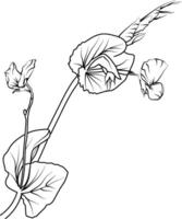 Süss Erbse Blume skizzieren Kunst, Jahrgang Stil gedruckt zum süß Blume Färbung Seiten. Illustration von ein schön Süss Erbse, und Blätter, Süss Erbse realistisch Zeichnung Illustration vektor